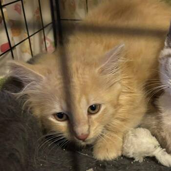 Scribbles -  Domestic Long Hair Cat for Adoption in Johnstown, Pennsylvania - Scribbles | PetCurious