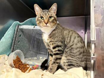 Rescue Domestic Short Hair Cats for Adoption in New York, New York - Tiger Tails | PetCurious