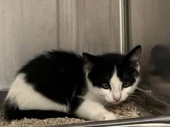 Domestic Short Hair Cats Available for Adoption in Tustin, California - HICCUP | PetCurious