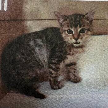 Domestic Short Hair Cats Available for Adoption - Milo | PetCurious