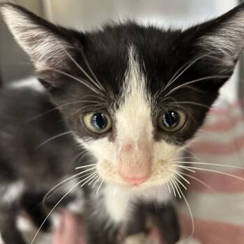 Bay -  Domestic Short Hair Cat for Adoption in Ojai, California - Bay | PetCurious