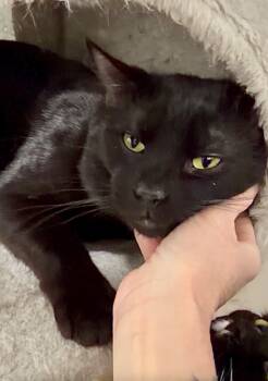 Xander -  Domestic Short Hair Cat for Adoption in Glenfield, New York - Xander | PetCurious