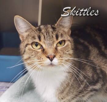 Rescue Domestic Short Hair Cats for Adoption in Middle Township, New Jersey - Skittles | PetCurious