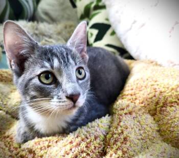 Rye -  Tabby Cat for Adoption in Fort Myers, Florida - Rye | PetCurious