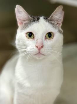 Rescue Domestic Short Hair Cats for Adoption in Fort Lauderdale, Florida - Frankie | PetCurious