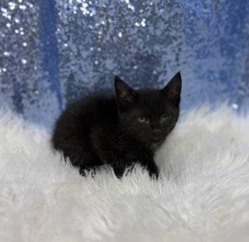 Miller -  Domestic Short Hair Cat for Adoption in Clarkesville, Georgia - Miller | PetCurious