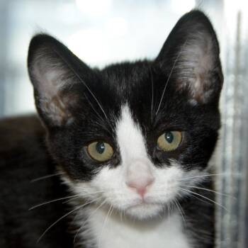 Jeremiah -  Domestic Short Hair Cat for Adoption in Los Angeles, California - Jeremiah | PetCurious