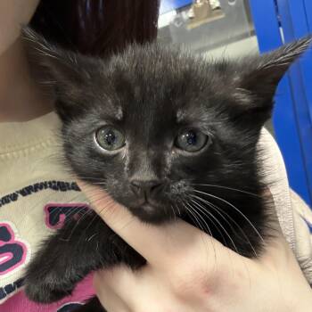 Cameron 051403U -  Domestic Short Hair Cat for Adoption in Tupelo, Mississippi - Cameron 051403U | PetCurious