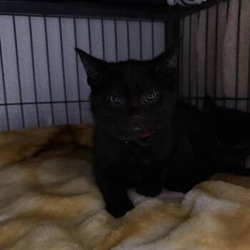 Josie -  Domestic Short Hair Cat for Adoption in Hampton Bays, New York - Josie | PetCurious