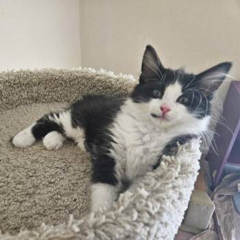 Marble -  Domestic Short Hair Cat for Adoption in Lewisville, Texas - Marble | PetCurious