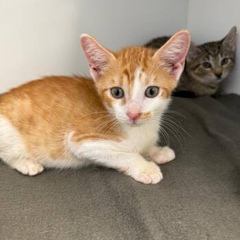 Dash -  Domestic Short Hair Cat for Adoption in Port Richey, Florida - Dash | PetCurious