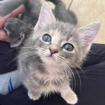Silva Surfer -  Domestic Short Hair Cat for Adoption in San Antonio, Texas - Silva Surfer | PetCurious