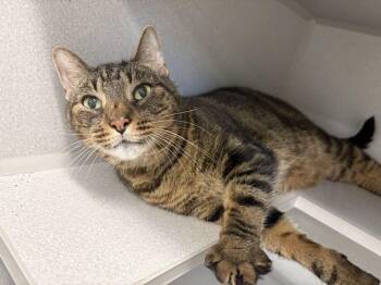 Gregory -  Domestic Short Hair Cat for Adoption in Bowling Green, Ohio - Gregory | PetCurious