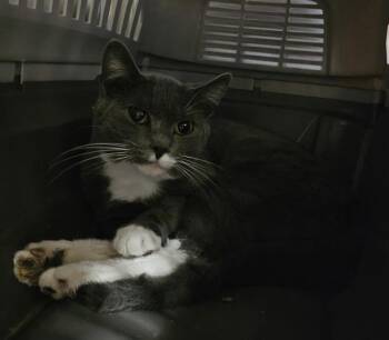 Juliet -  Domestic Short Hair Cat for Adoption in Kennewick, Washington - Juliet | PetCurious