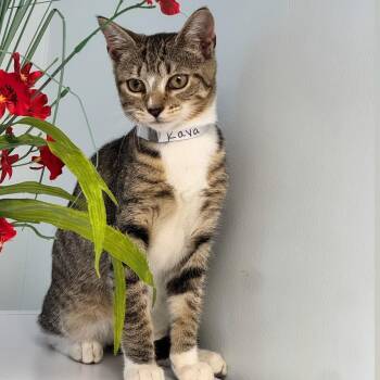 Raya -  Domestic Short Hair Cat for Adoption in Syosset, New York - Raya | PetCurious