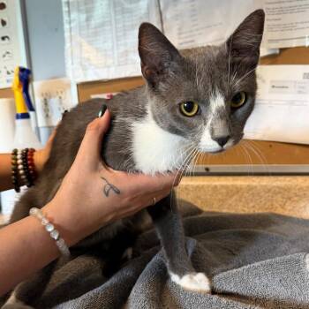 Venus -  Domestic Short Hair Cat for Adoption - Venus | PetCurious