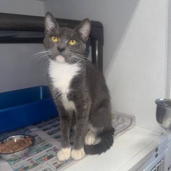 Second Chance -  Domestic Short Hair Cat for Adoption in New York, New York - Second Chance | PetCurious