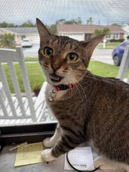 Rescue Domestic Short Hair Cats for Adoption in Maitland, Florida - Little Girl | PetCurious