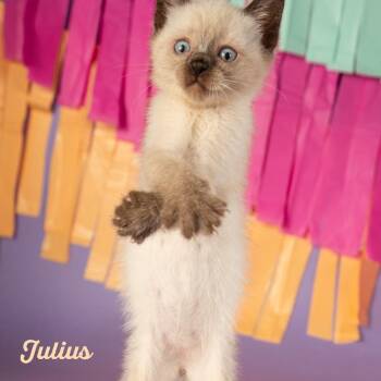 Julius -  Domestic Short Hair Cat for Adoption in Springfield, Missouri - Julius | PetCurious