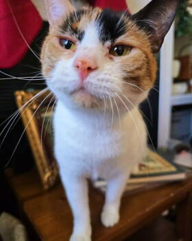 Rescue American Shorthair Cats for Adoption in Pittsboro, North Carolina - Daisy | PetCurious