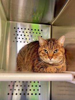 Minoune -  Domestic Short Hair Cat for Adoption in Montreal, Quebec - Minoune | PetCurious