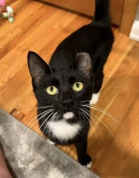 Lulu -  Domestic Short Hair Cat for Adoption in Omaha, Nebraska - Lulu | PetCurious