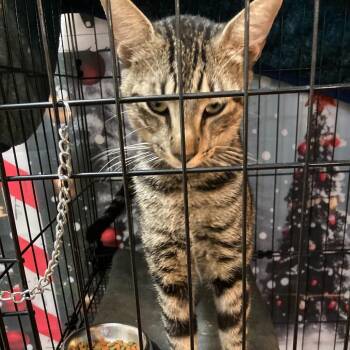 Domestic Short Hair Cats Available for Adoption - Ferguson (Bubba) | PetCurious