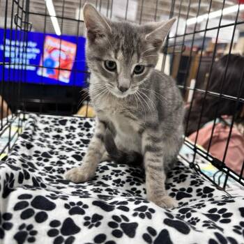 Zucchini -  Domestic Short Hair Cat for Adoption in Richmond, Virginia - Zucchini | PetCurious