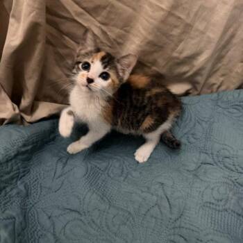 Mazie -  American Shorthair Cat for Adoption in Paulina, Louisiana - Mazie | PetCurious