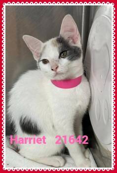 HARRIET(ALSO SEE WILSON&PARKER) -  Domestic Short Hair Cat for Adoption in Marietta, Georgia - HARRIET(ALSO SEE WILSON&PARKER) | PetCurious