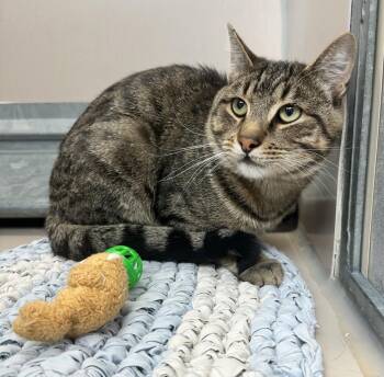 61833306 -  Domestic Short Hair Cat for Adoption in Elko, Nevada - 61833306 | PetCurious