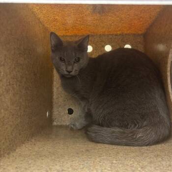 Brighton -  Domestic Short Hair Cat for Adoption in Philadelphia, Pennsylvania - Brighton | PetCurious