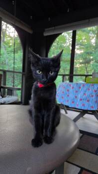 Ronnie -  Domestic Short Hair Cat for Adoption in Melrose, Massachusetts - Ronnie | PetCurious