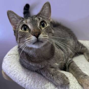Rescue Domestic Short Hair Cats for Adoption in Chicago, Illinois - Ivy | PetCurious