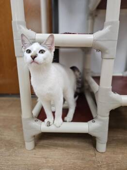 Seagull -  Domestic Short Hair Cat for Adoption in Corpus Christi, Texas - Seagull | PetCurious