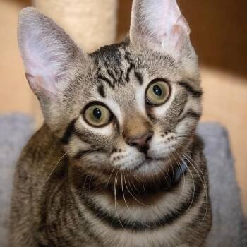 Sawyer -  Domestic Short Hair Cat for Adoption in Santa Fe, Texas - Sawyer | PetCurious