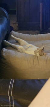 Rescue Domestic Short Hair Cats for Adoption in The Woodlands, Texas - Marmalade | PetCurious