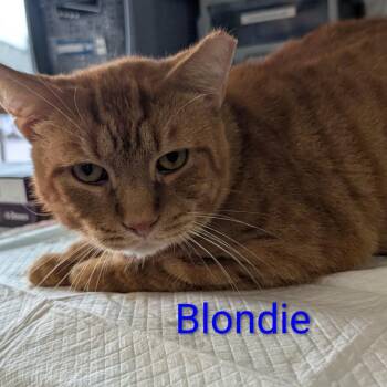 Blondie -  Domestic Short Hair Cat for Adoption in Carmel, Indiana - Blondie | PetCurious
