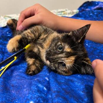 Rainbow Dash -  Tortoiseshell Cat for Adoption in Edmond, Oklahoma - Rainbow Dash | PetCurious
