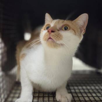 Rio -  Domestic Short Hair Cat for Adoption in Windsor, Virginia - Rio | PetCurious