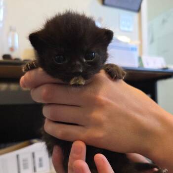 Louis Vuitton -  Domestic Medium Hair Cat Available for Adoption in St. Helena, California - Louis Vuitton | PetCurious