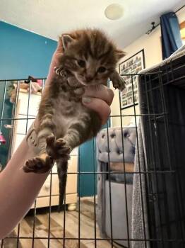 Domestic Short Hair Cats Available for Adoption in Glenfield, New York - Teddy | PetCurious