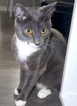 Domestic Short Hair Cats Available for Adoption in Atlanta, Georgia - Sage | PetCurious