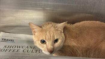 Domestic Short Hair Cats Available for Adoption in Ocala, Florida - A380340 | PetCurious