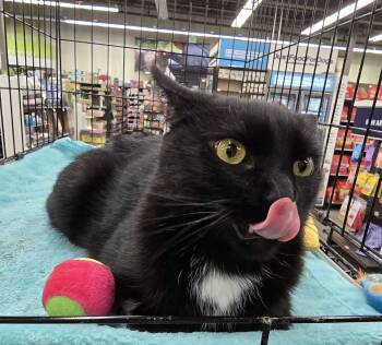 Domestic Short Hair Cats Available for Adoption in Rossville, Maryland - Raveena | PetCurious