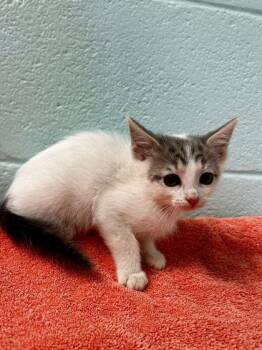 Elowyn -  Domestic Short Hair Cat for Adoption in Spruce Pine, North Carolina - Elowyn | PetCurious