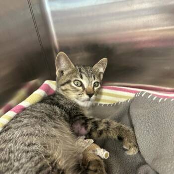 Huckleberry Finn -  Domestic Short Hair Cat for Adoption in Austin, Texas - Huckleberry Finn | PetCurious