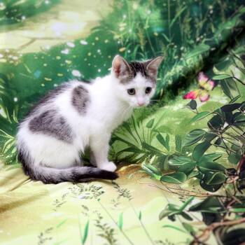 Misty -  Domestic Short Hair Cat for Adoption in Fairway, Kansas - Misty | PetCurious