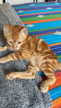 Egyptian Mau Cats Available for Adoption in Wolcott, Connecticut - Totti | PetCurious