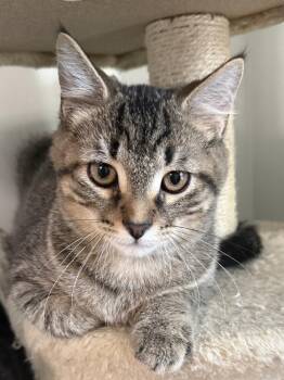 Robb (26-242 C) -  Domestic Short Hair and Tabby Cat for Adoption in Lansing, Michigan - Robb (26-242 C) | PetCurious